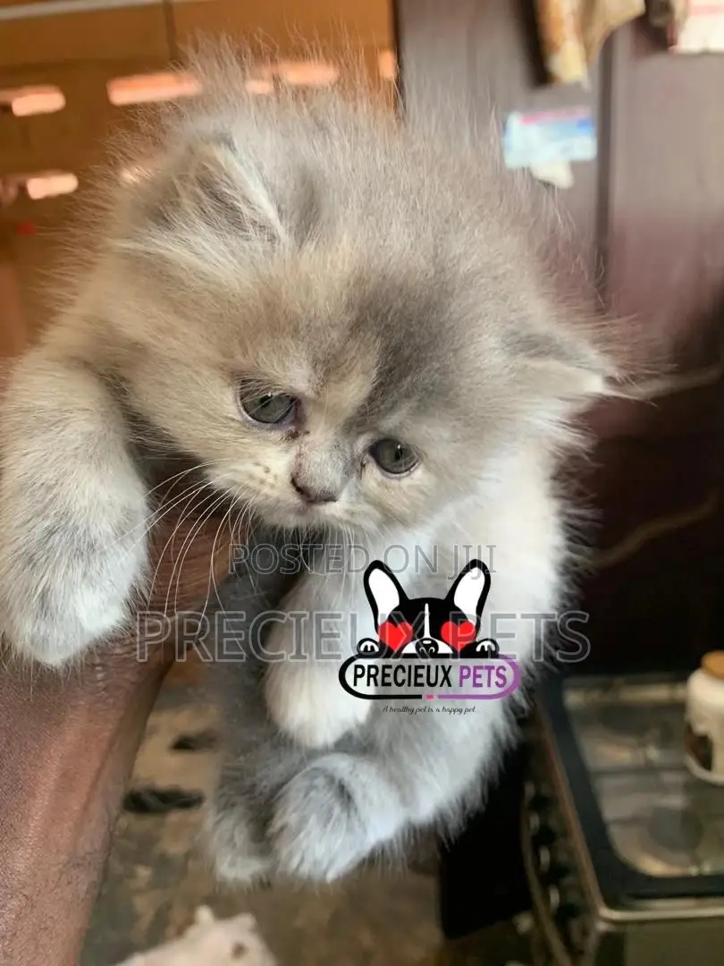 1-3 months Female Purebred Persian
