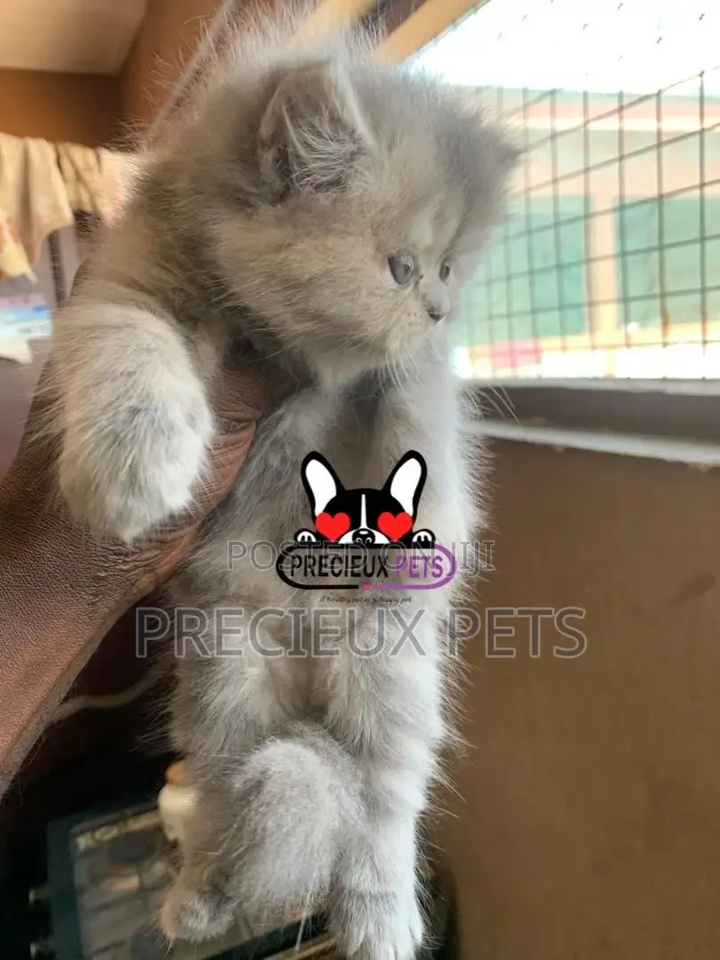 1-3 months Female Purebred Persian