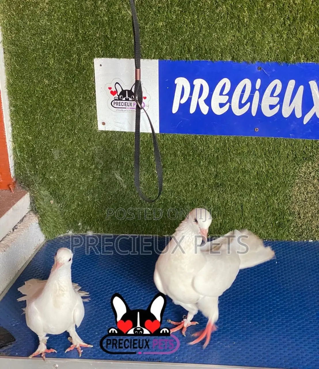 1 Pair of Gaint Home Racer Pigeons