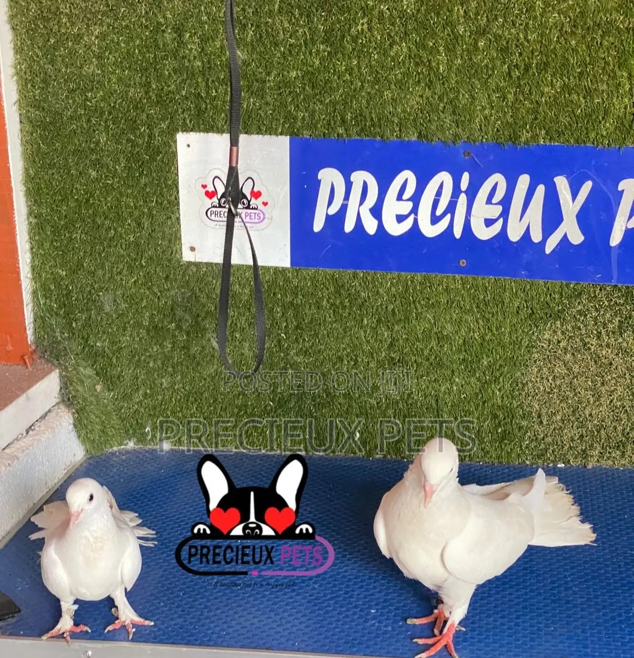 1 Pair of Gaint Home Racer Pigeons