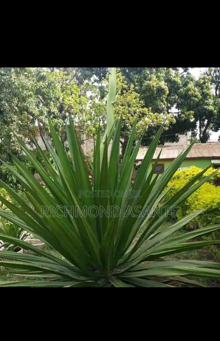 Mauritius Hemp Plant for Sale