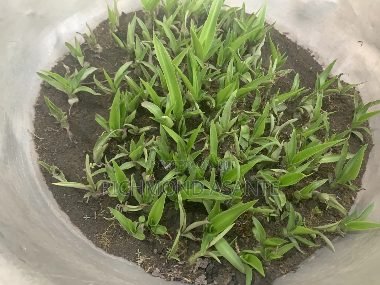 Mauritius Hemp Plant for Sale