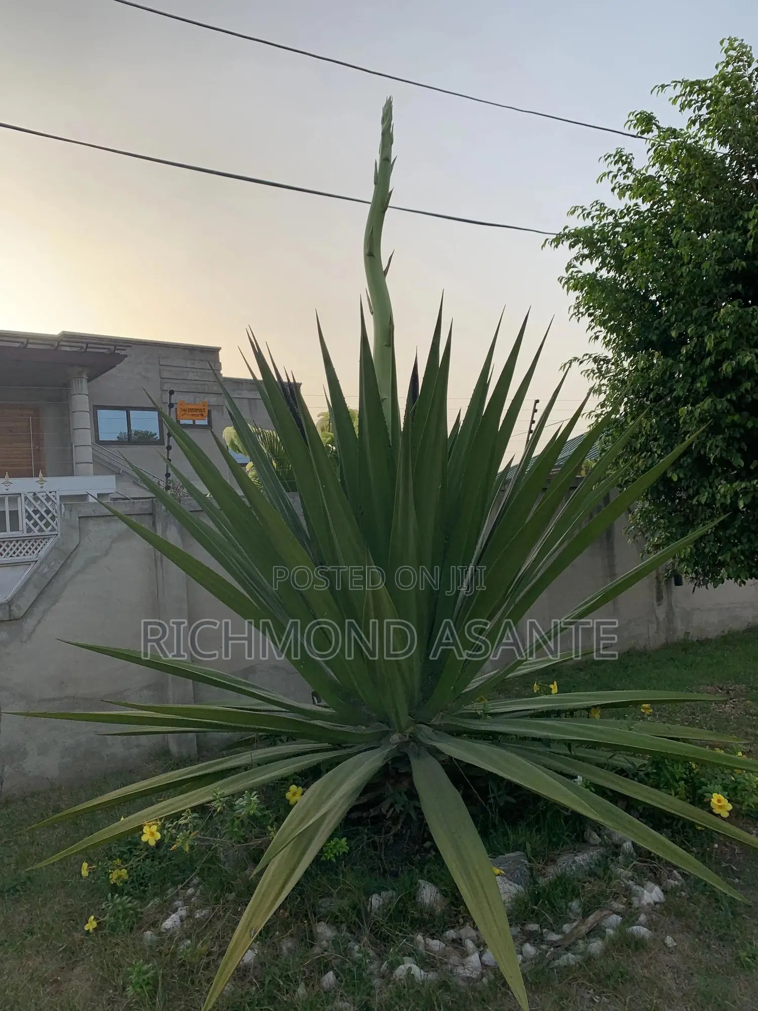 Mauritius Hemp Plant for Sale