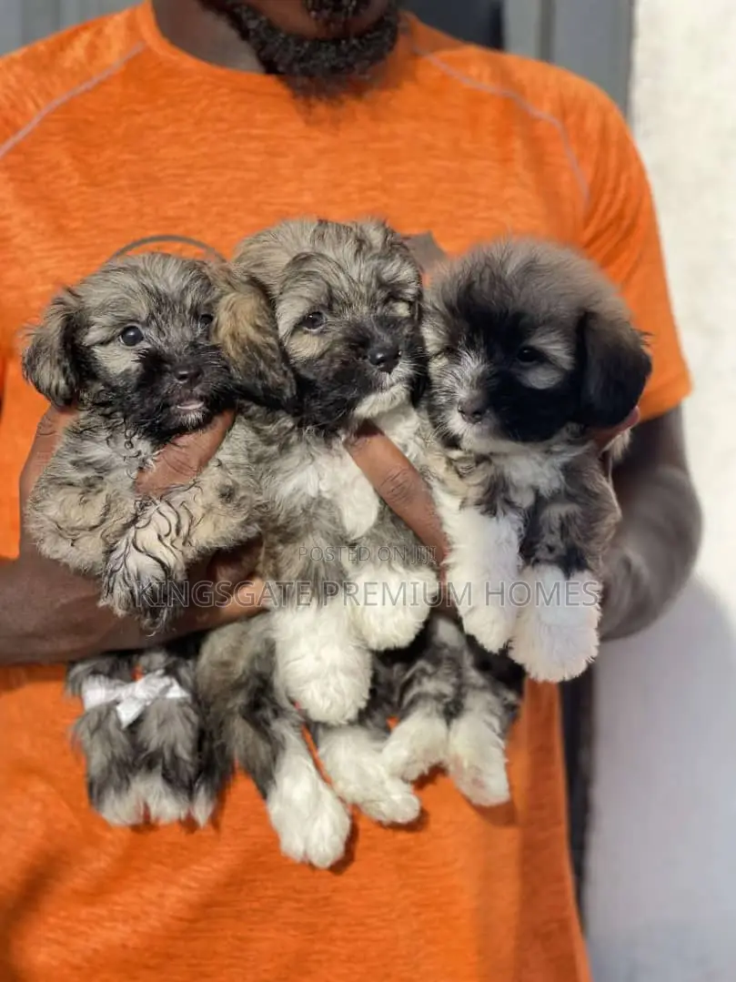 1-3 months Female Purebred Poodle