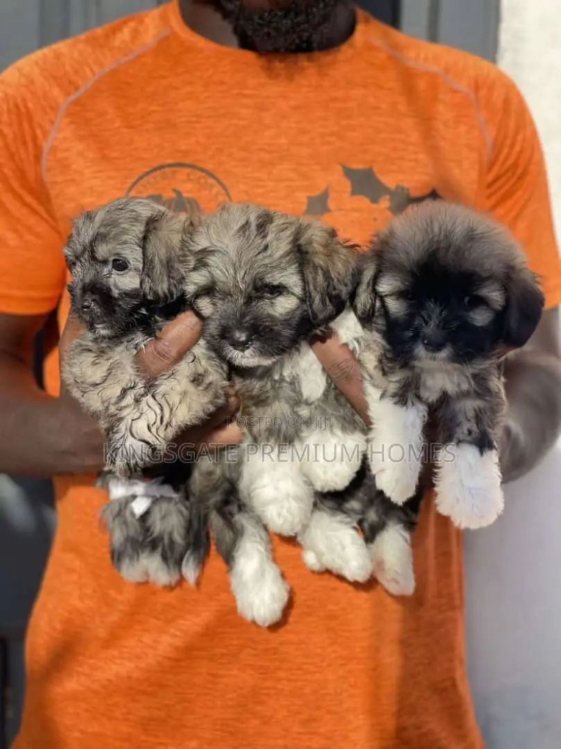 1-3 months Female Purebred Poodle