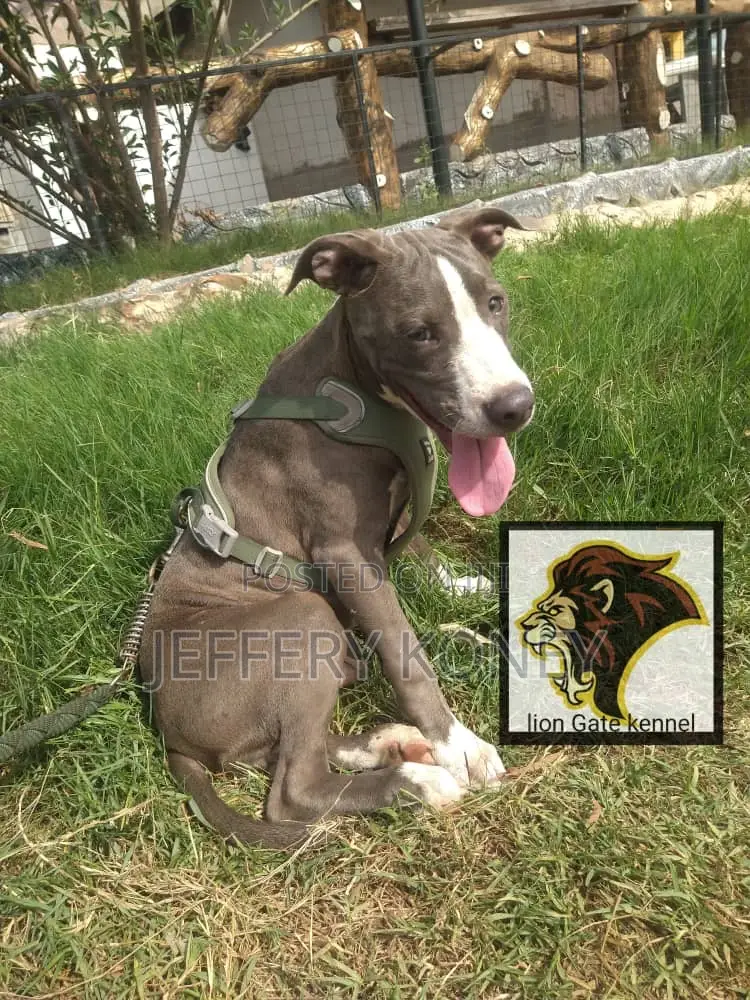 3-6 months Male Purebred American Pit Bull Terrier