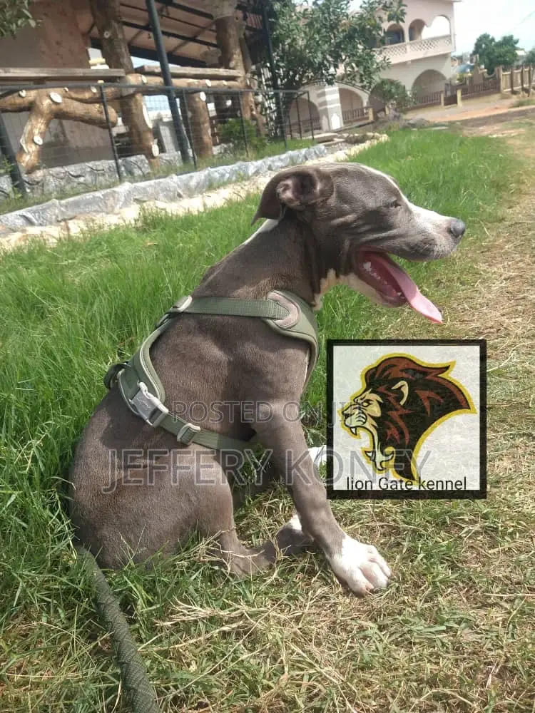 3-6 months Male Purebred American Pit Bull Terrier