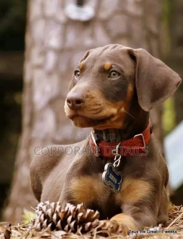 1-3 months Male Purebred Doberman Pinscher