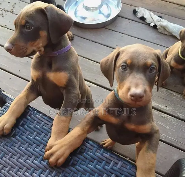 1-3 months Male Purebred Doberman Pinscher