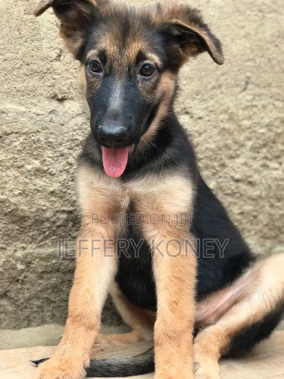 1-3 months Female Purebred German Shepherd