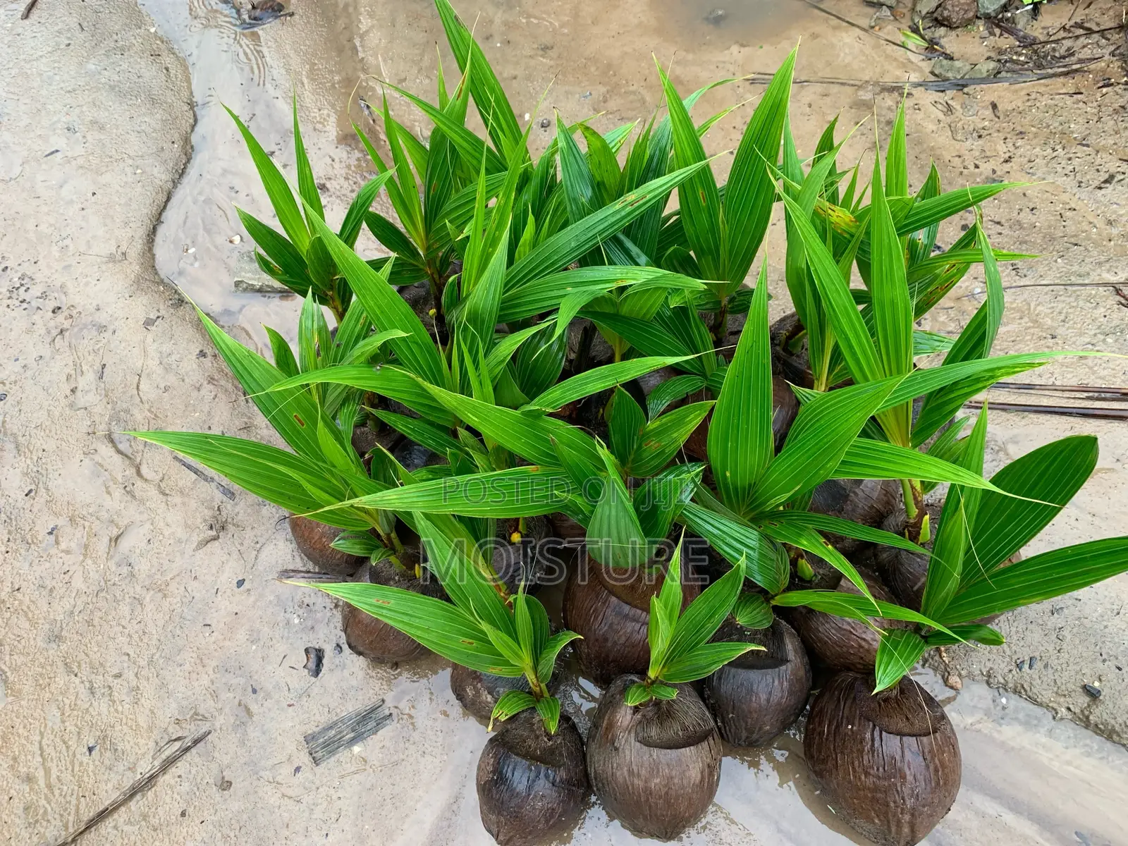 Yellow and Green Dwarf Coconut Seedlings.