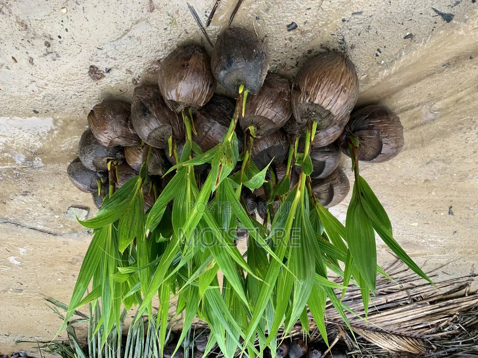 Yellow and Green Dwarf Coconut Seedlings.