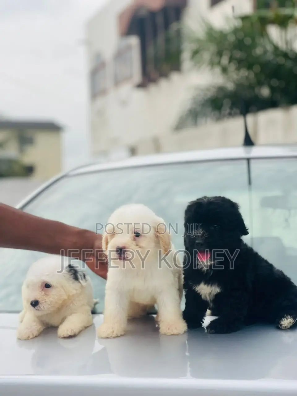 1-3 months Male Purebred Poodle