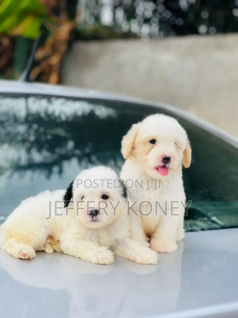 1-3 months Male Purebred Poodle