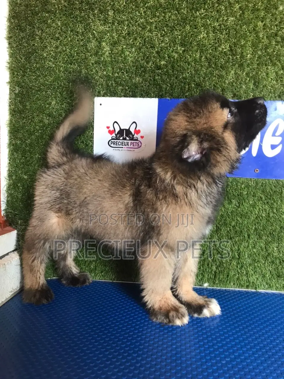 1-3 months Male Purebred Caucasian Shepherd