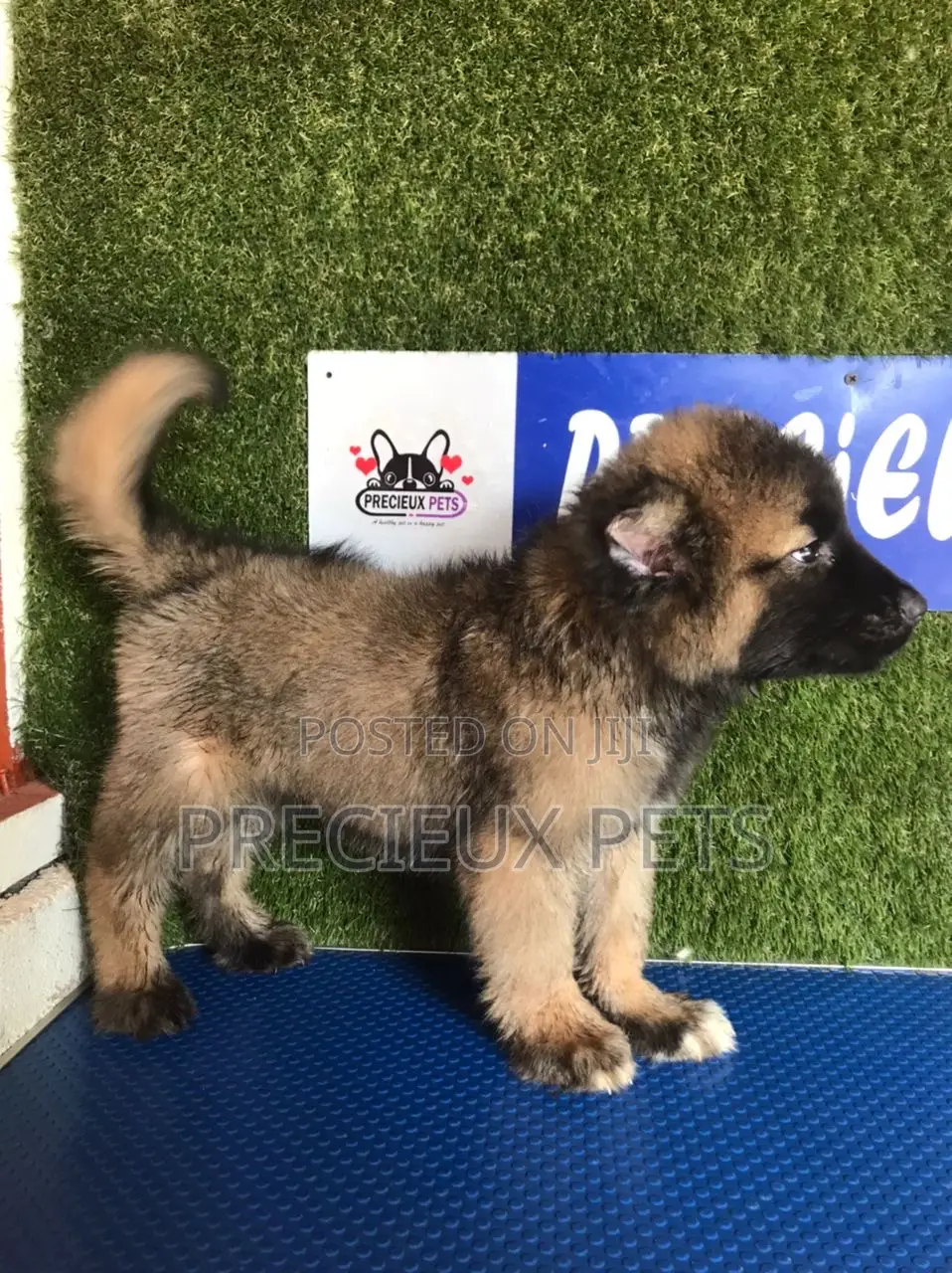 1-3 months Male Purebred Caucasian Shepherd