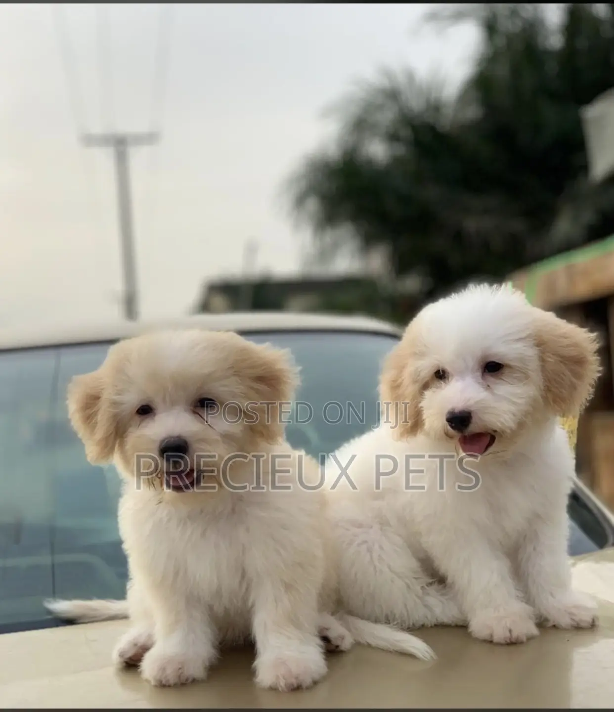 1-3 months Male Purebred Poodle