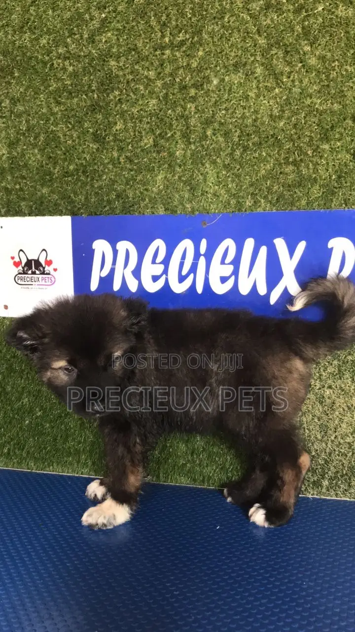 1-3 months Female Purebred Caucasian Shepherd