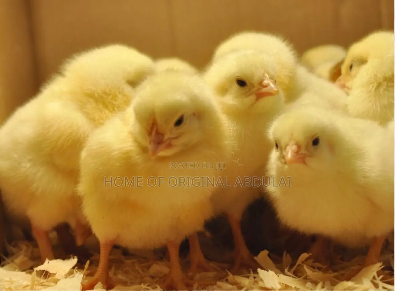 All Dayold Chicks Available Pure Breeds From the Netherlands