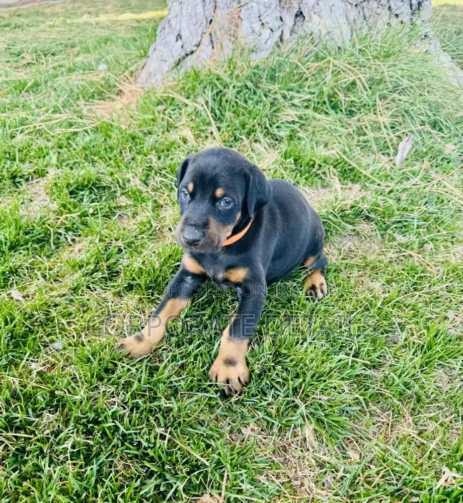 1-3 months Male Purebred Doberman Pinscher