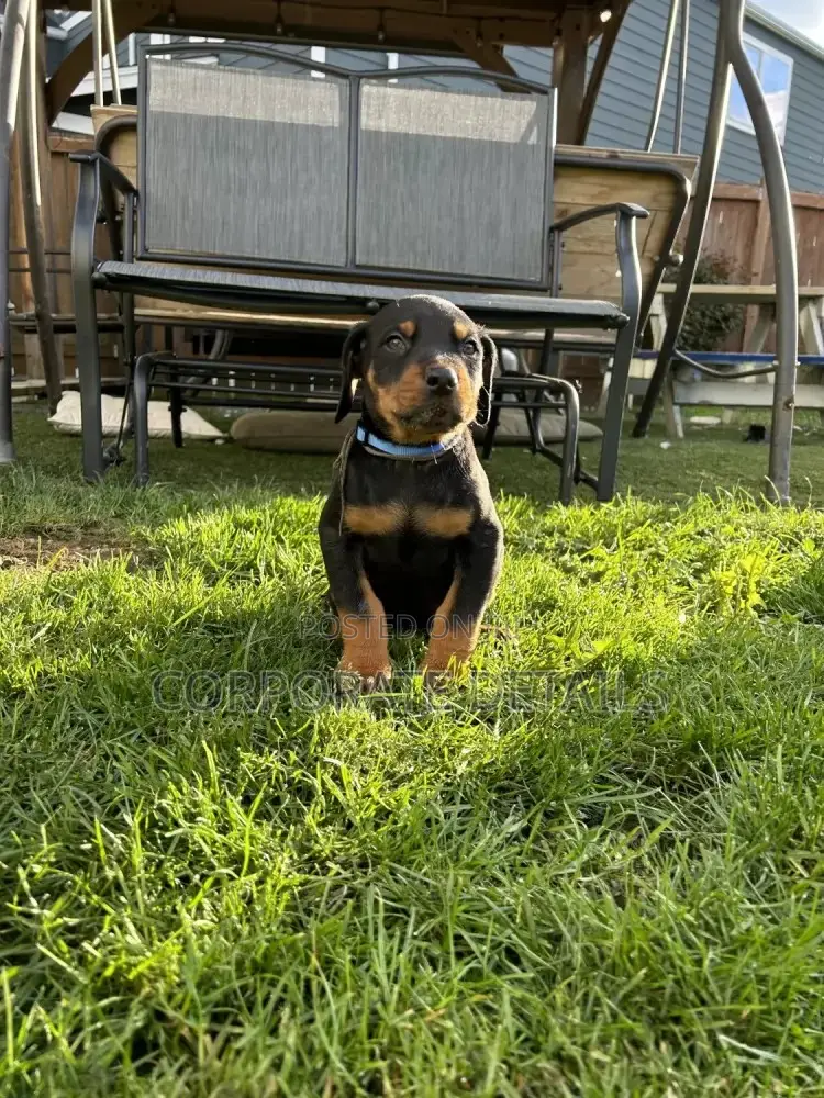 1-3 months Male Purebred Doberman Pinscher