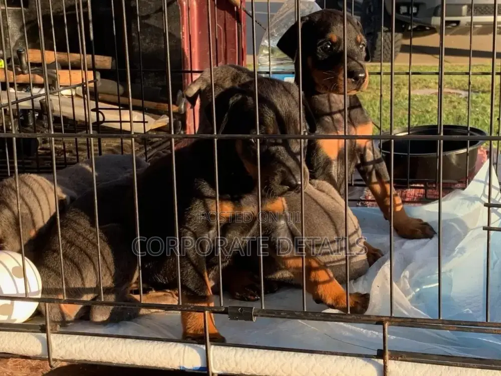 1-3 months Male Purebred Doberman Pinscher