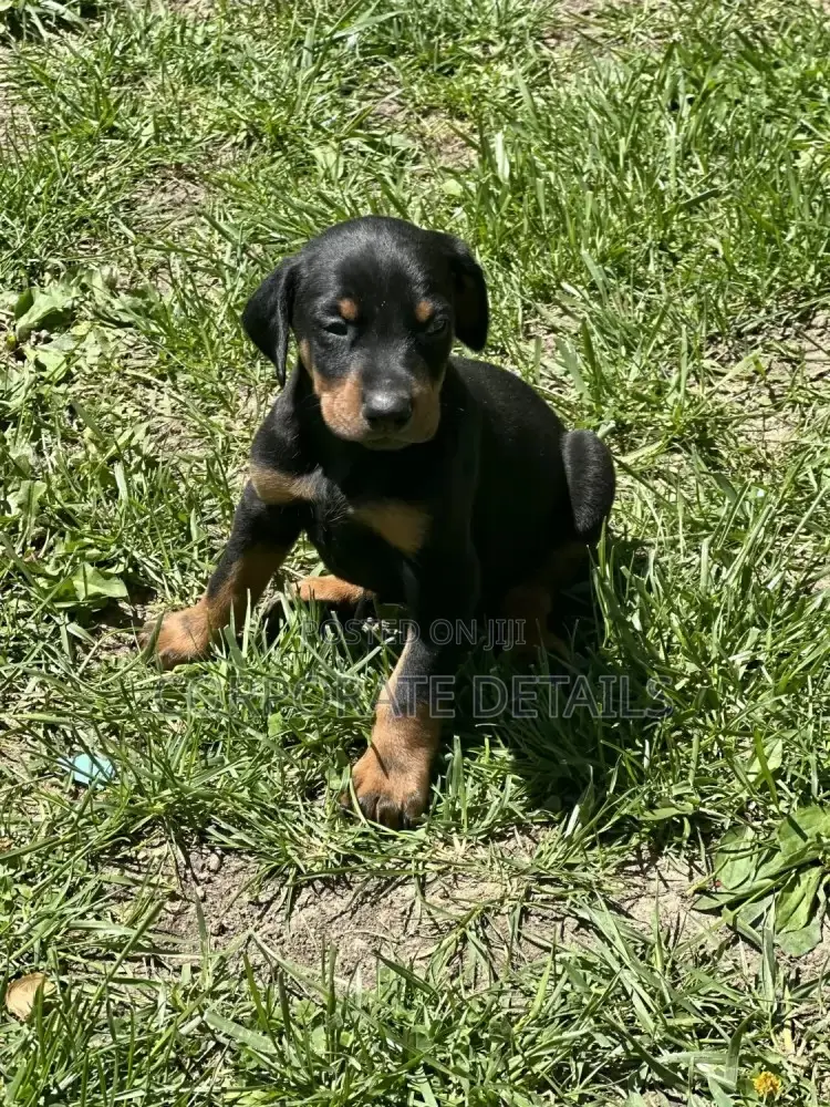 1-3 months Male Purebred Doberman Pinscher