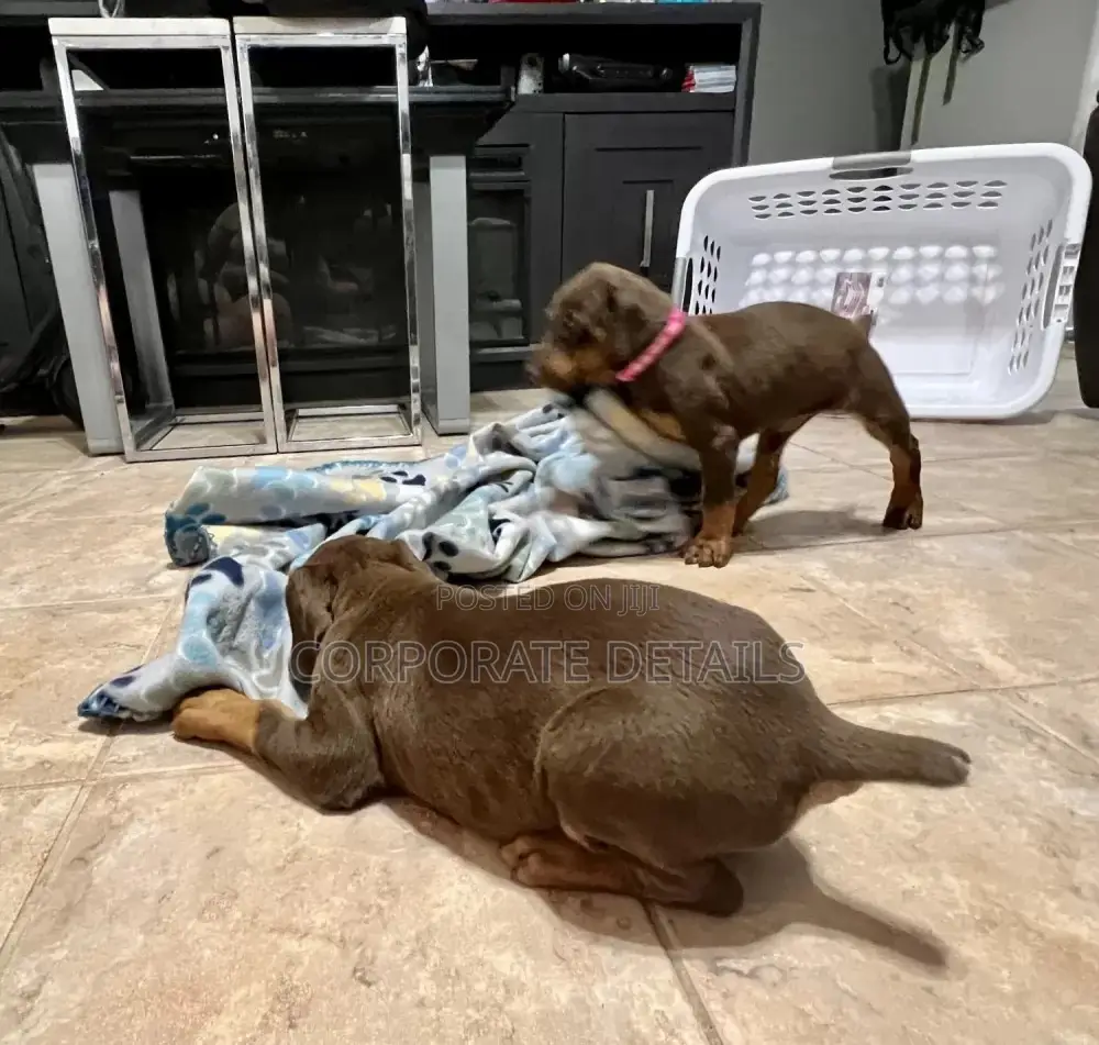 1-3 months Male Purebred Doberman Pinscher