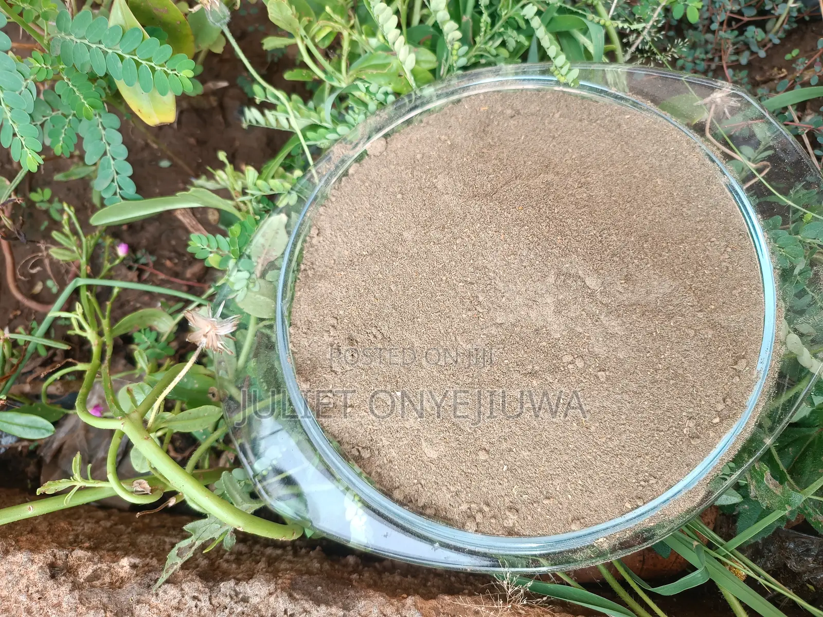 Undiluted Ambunu Powder Hair Conditioning and Detangling
