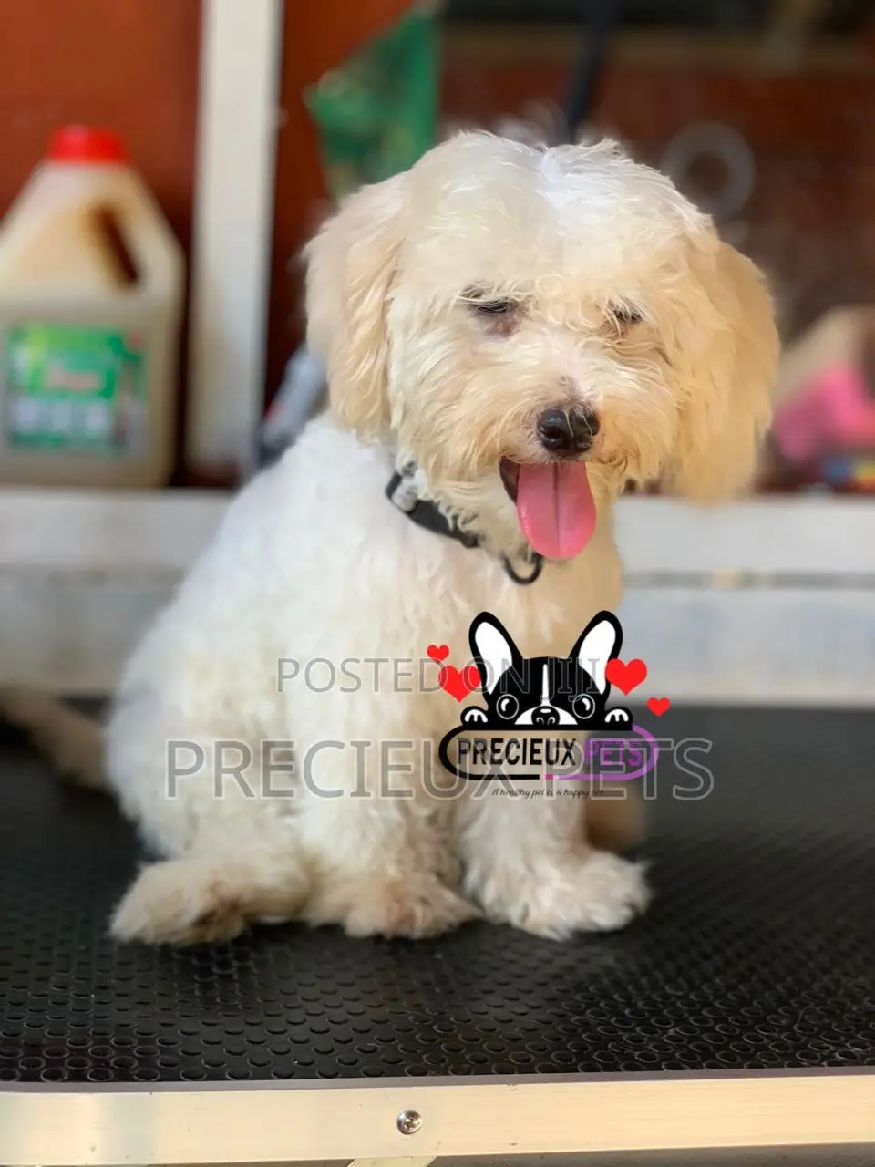 1-3 months Male Purebred Poodle