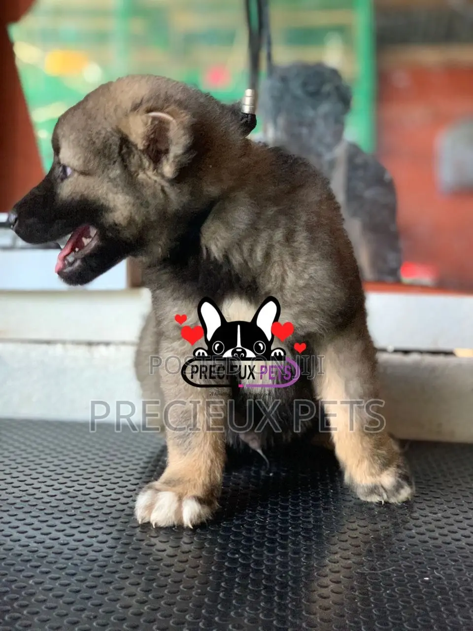 1-3 months Male Purebred Caucasian Shepherd