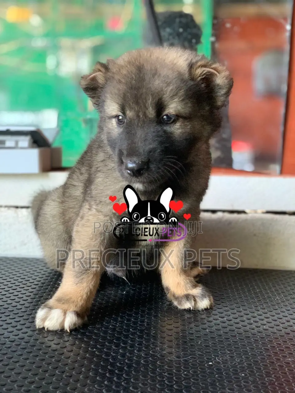 1-3 months Male Purebred Caucasian Shepherd