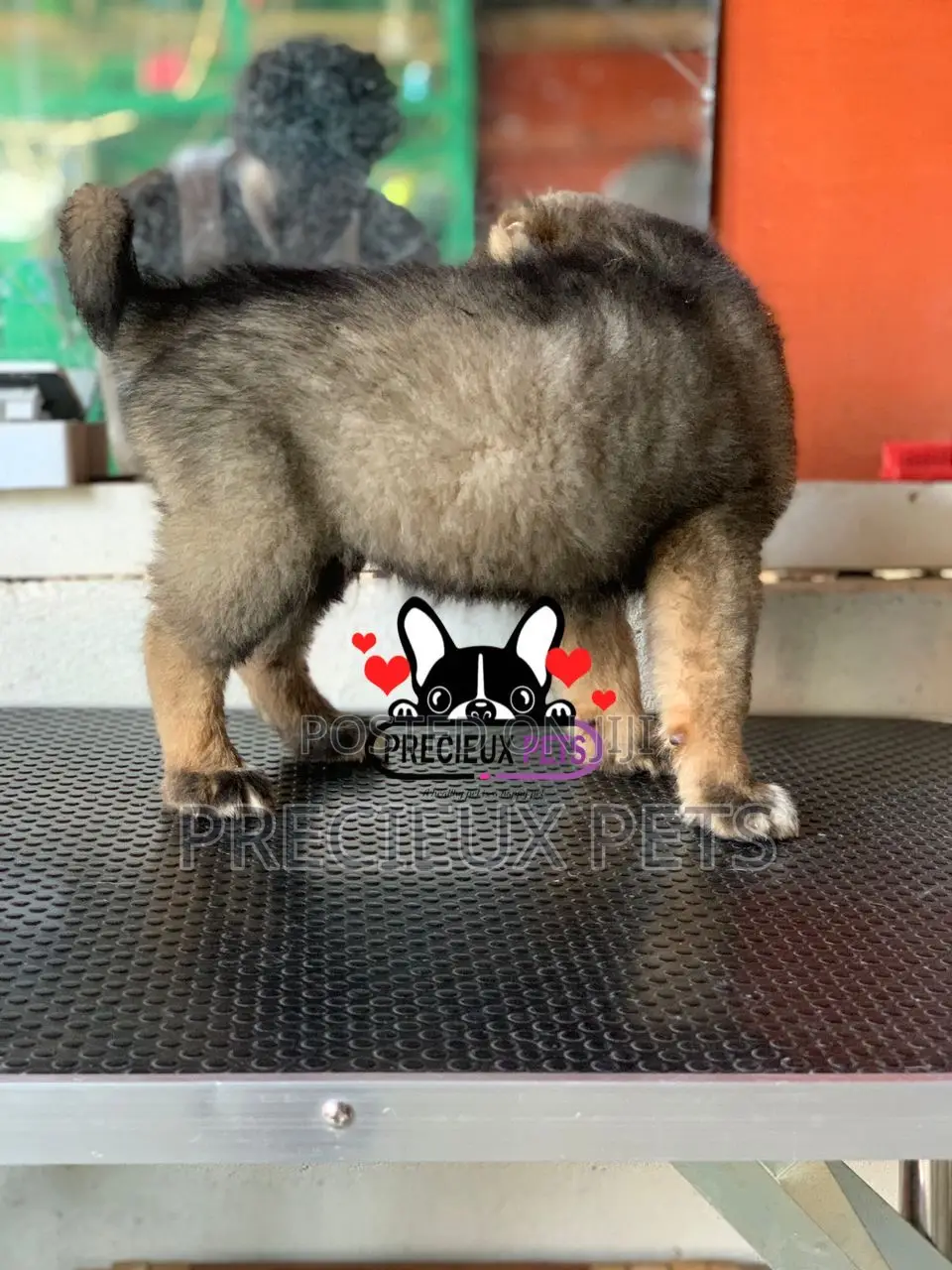 1-3 months Male Purebred Caucasian Shepherd
