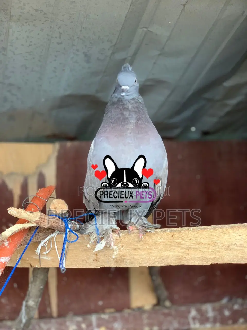 Indian Fantail Fancy Pigeons