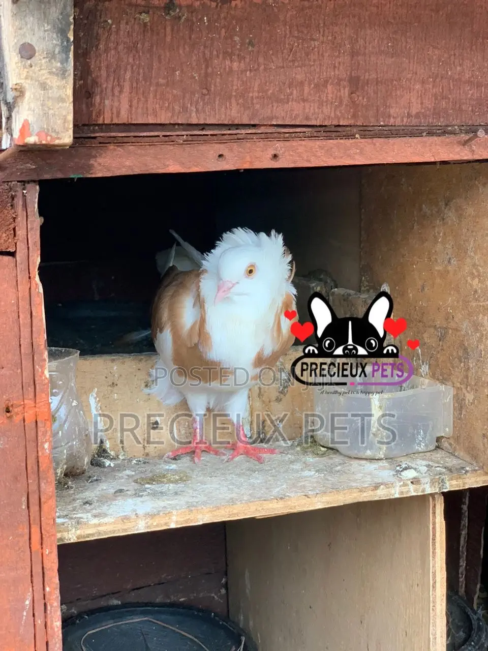 1 Pair of Brown/Gold Color Jacobin Fancy Pigeons
