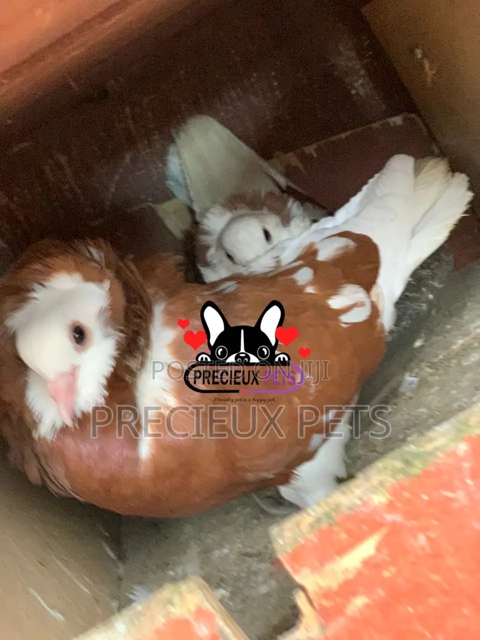 1 Pair of Brown/Gold Color Jacobin Fancy Pigeons