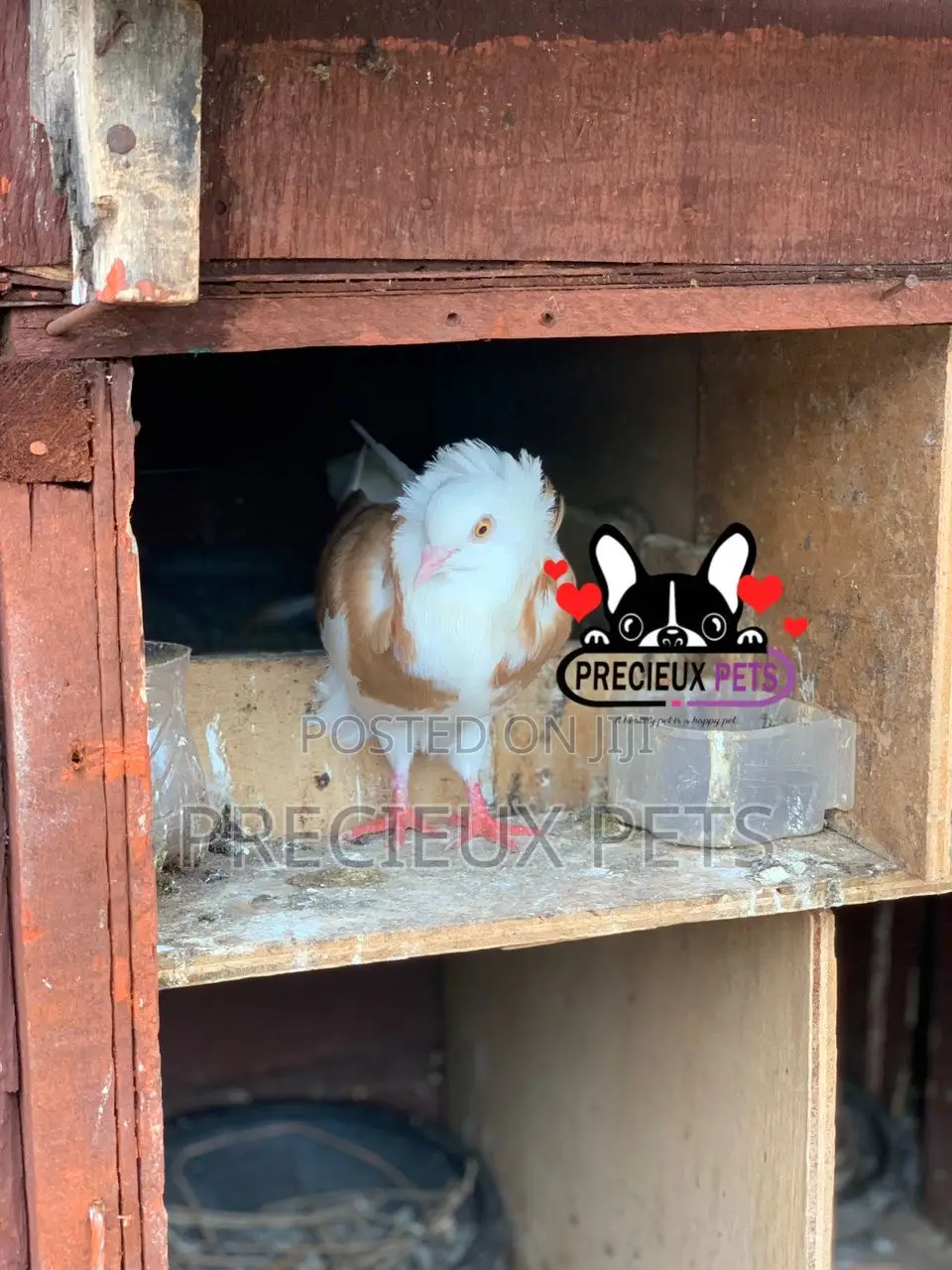 1 Pair of Brown/Gold Color Jacobin Fancy Pigeons