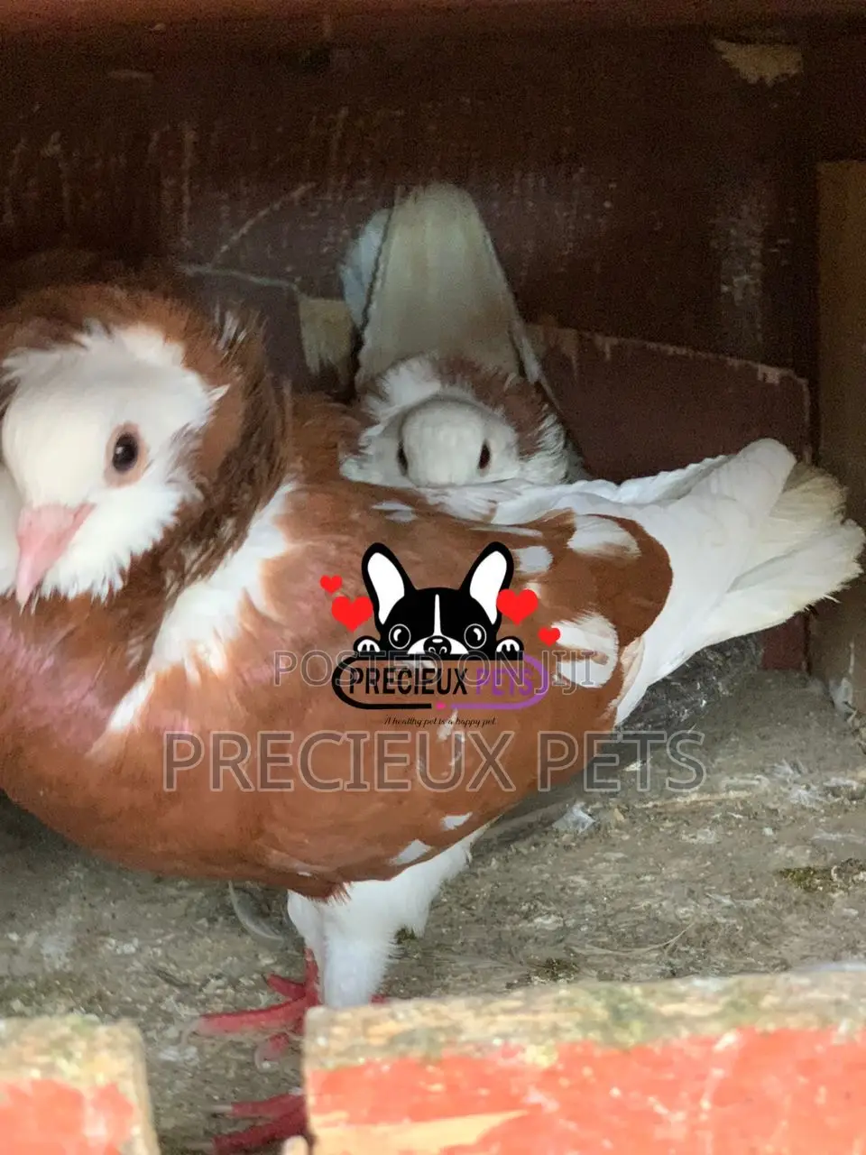 1 Pair of Brown/Gold Color Jacobin Fancy Pigeons