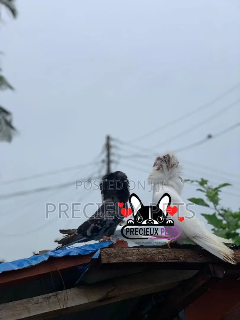 1 Pair of Mixed Colored Jacobin Pigeons