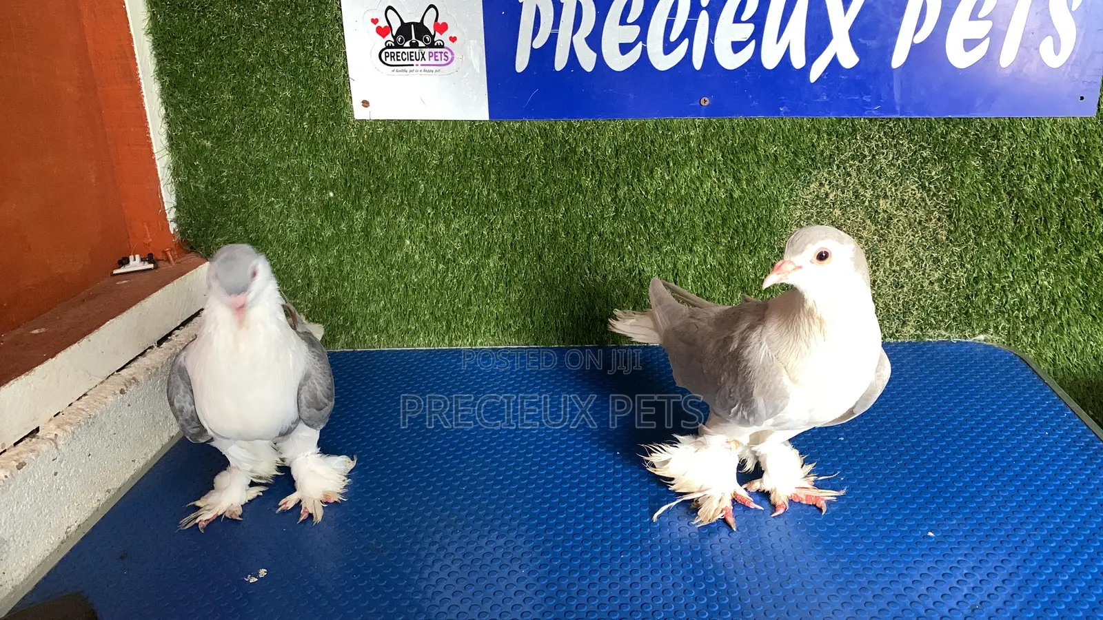 1 Pair of Lahore of Fancy Pigeons