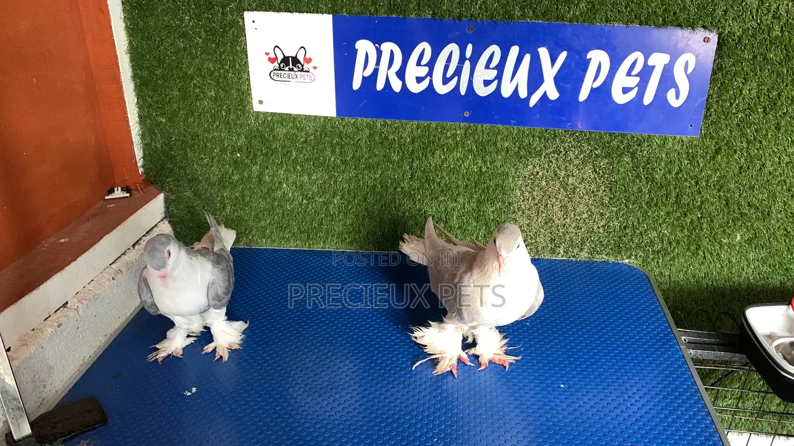 1 Pair of Lahore of Fancy Pigeons