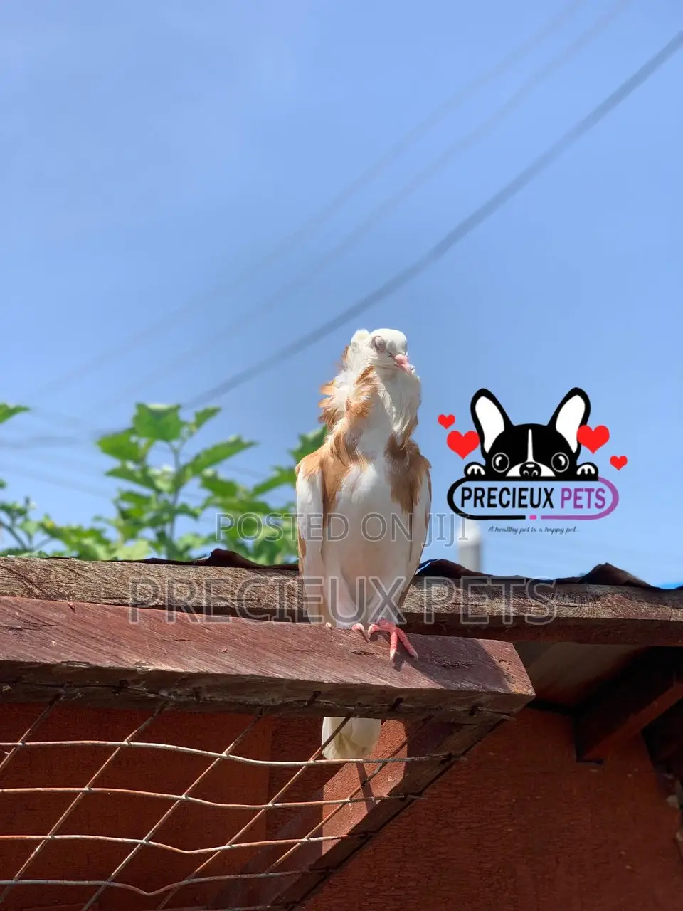 1 Pair of Jacobin Fancy Pigeons