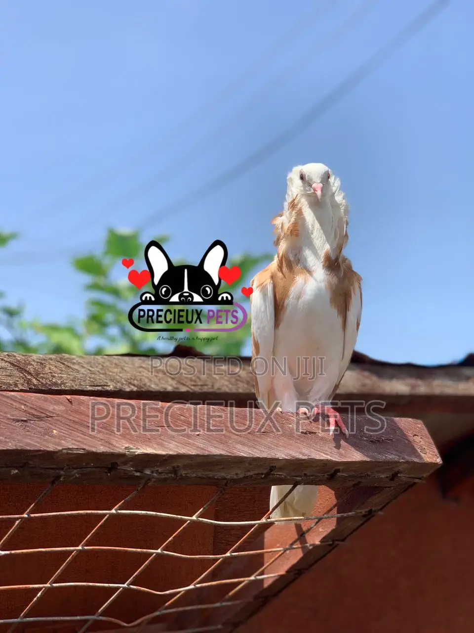 1 Pair of Jacobin Fancy Pigeons