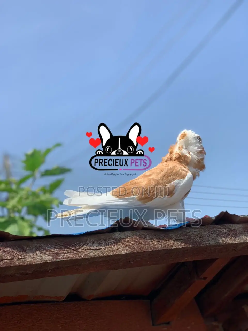 1 Pair of Jacobin Fancy Pigeons