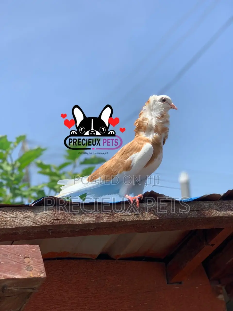 1 Pair of Jacobin Fancy Pigeons