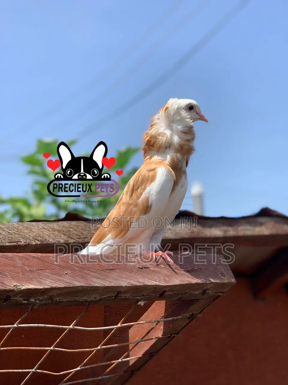 1 Pair of Jacobin Fancy Pigeons