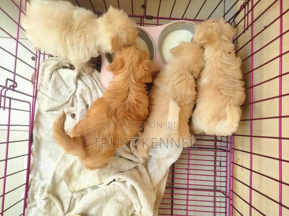 1-3 months Male Purebred Poodle