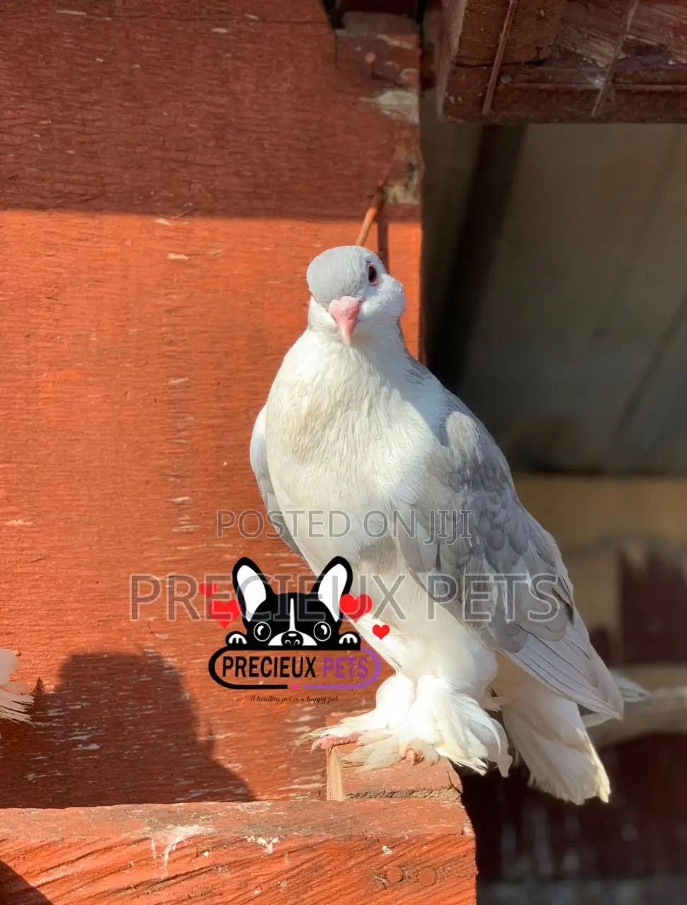 1 Pair of Silver Lahore Pigeons