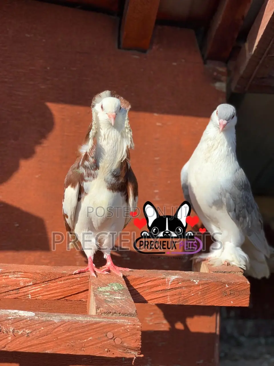 1 Pair of Fancy Pigeons Available for New Home