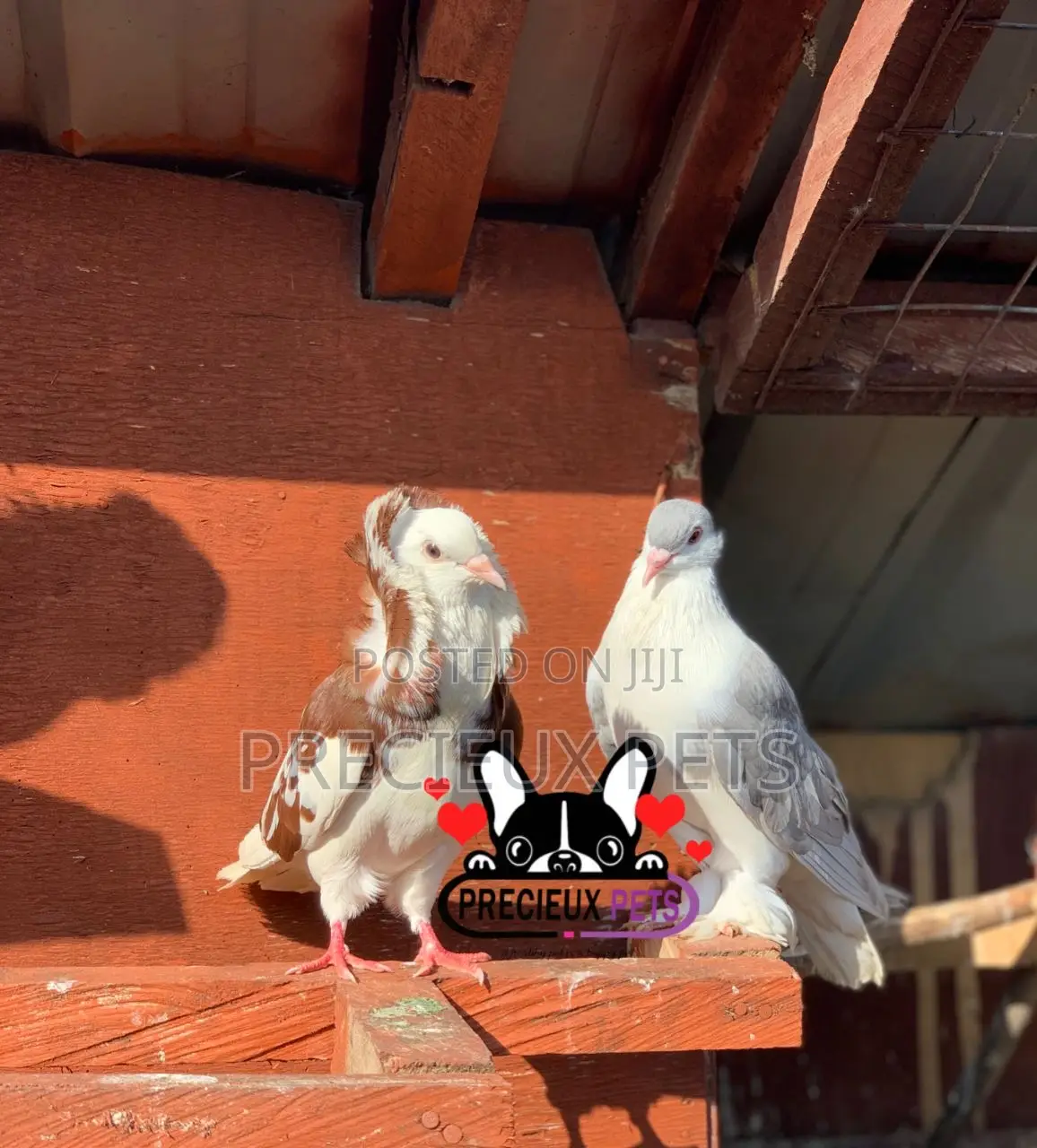 1 Pair of Fancy Pigeons Available for New Home